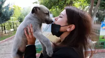 Veteriner Hekim Köse 'Kedi, köpek tüyü ciğerde kist yapar' düşüncesi tamamen yanlış