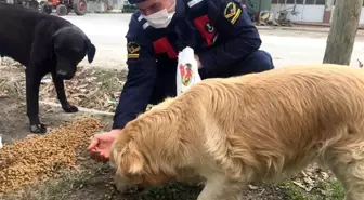 Bucak'ta Jandarma ekipleri, sokak hayvanlarını unutmadı