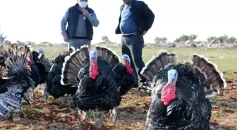 Satılık hindi bulamayınca kendi işini kurdu