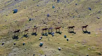 Tunceli'de karlı dağlardan inen yılkı atları, görsel şölen oluşturdu