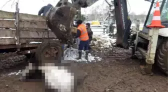 Yoğun kar birikmesi sonucu çatısı çöken ahırda çok sayıda hayvan telef oldu