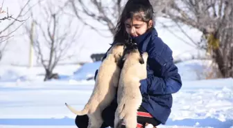 12 yaşındaki Naz, Kangal köpekleriyle büyüyor