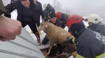 Gölcük'te kardan çatısı çöken ahırdaki bir küçükbaş telef oldu