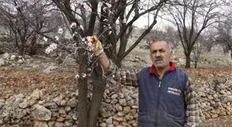 Mardin'de, şubatta badem ağaçları çiçeklendi