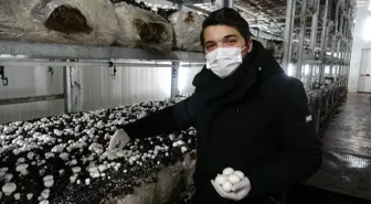 Şehir Plancısı genç girişimci mantar üretimine başladı, devlet desteği ile bölgenin en büyük tesisini kurdu