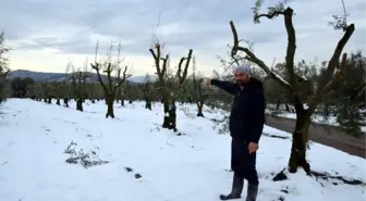 Bursa'da 'yalancı bahara' aldanan zeytin ağaçları, don nedeniyle yandı