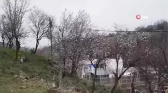 Kar ve don çiçek açan ağaçları etkiledi