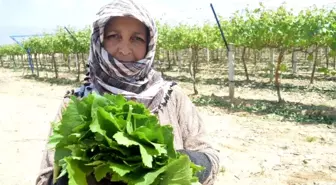 Manisa'nın asma yaprağı için 'Coğrafi İşaret' tescil çalışmaları başladı