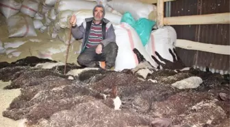 Veterinerin hatası nedeniyle 100 kuzudan 95'i bir gecede telef oldu