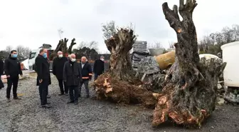 Avcılar Belediyesi asırlık ağaçları kurtarmaya devam ediyor