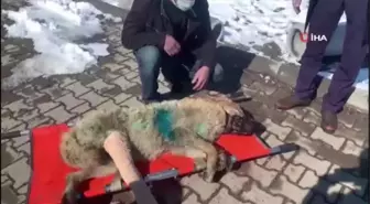 Bingöl'de aracın çarptığı kurt, tedavi altına alındı