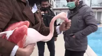 Bodrum'da otelin bahçesine düşen yaralı flamingoya işletmenin yetkilileri sahip çıktı