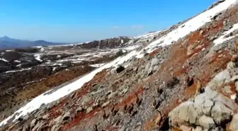 Kaçak avcılıkla mücadele ve besin desteği, yaban keçisi popülasyonunu artırdı