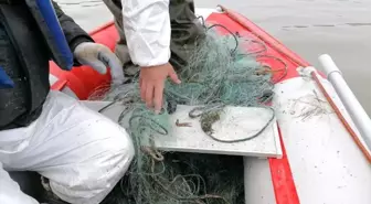 Son dakika haber! Kaçak olarak avlanan 750 kg canlı balık suya bırakıldı