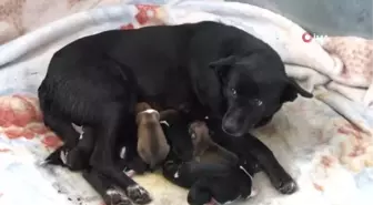 Esenyurt'ta donmaktan son anda kurtarılan yavru köpekten iyi haber geldi