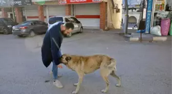 'Hayat tamircisi' kısıtlama gününde sokak hayvanlarını besledi