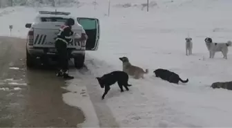 Son dakika haberi! Jandarma, Perşembe Yaylası'ndaki hayvanları unutmadı