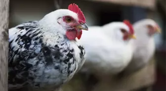 Kuş gribi: Rusya virüsün H5N8 türünün ilk kez insanlarda tespit edildiğini açıkladı