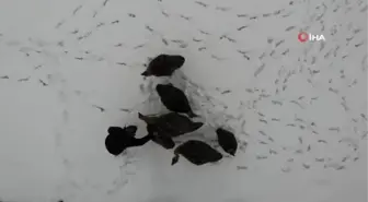 Yavru deve kuşları kar yeme yarışı yaptı