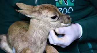 Hayvanat bahçesinin yeni üyesi dünyaya gözlerini açtı