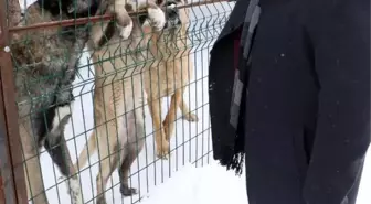 Palandöken Belediye Başkanı Sunar, elleriyle sokak hayvanlarını besledi