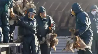 Rusya ve Cezayir'den sonra İran'da da kuş gribi alarmı! Yüz binlerce hayvan telef edildi