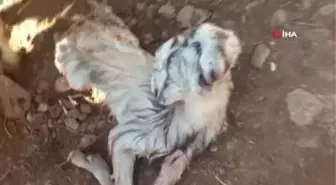 Osmaniye'de çift başlı doğan oğlak görenleri şaşkına çevirdi