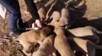 Aç kalan yavru köpekleri vatandaş besledi