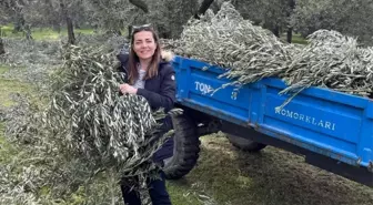 Ünlü oyuncu Burcu Kara babasının tarlasında zeytin dalı topladı
