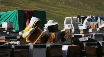 Anzer balı 'coğrafi İşaret' tescili aldı