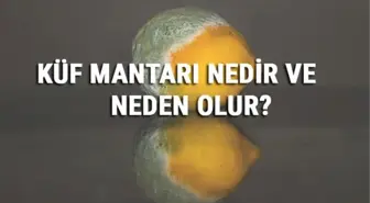 Küf Mantarı Nedir, Neden Oluşur ve Nasıl Ürer? Küf Mantarı Özellikleri ve Alerjisi Hakkında Bilgi