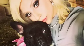 Lady Gaga'nın köpeklerini gezdiren görevli vuruldu, iki köpeği kaçırıldı, getirene 500 bin dolar ödül vaat edildi