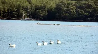 Marmaris' te deniz çekilmesi sonucu adacıklar oluştu