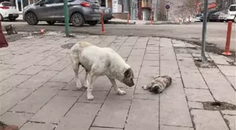 Sokak köpeği, ölen yavrusunun başında bekledi