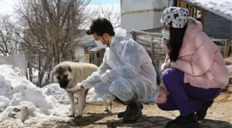 Van'da belediye ekipleri, insan ve hayvan sağlığı için sahada