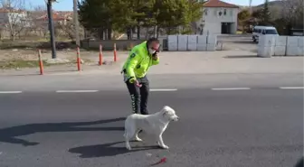 Polis, aracın çarptığı yaralı köpek için trafiği durdurdu