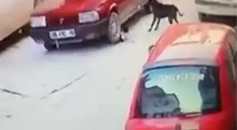 Yavru köpeği ezip arkasına bile bakmadan gitti