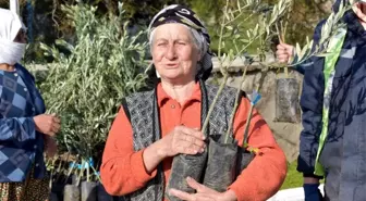 Aliağa'da zeytin şöleni sürüyor