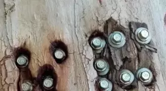 Aşk Yolu'nun 83 yıllık ağaçlarına adlarını yazıyorlar