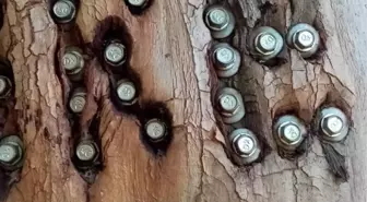 Aşk Yolu'nun 83 yıllık ağaçlarına adlarını yazıyorlar