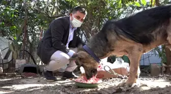 Cezaevinden gelen dilekçe hayvanları ölümden kurtardı
