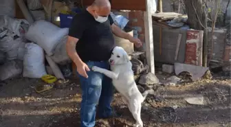 Polisin kurtardığı köpeği, veterinere götüren şoför sahiplendi