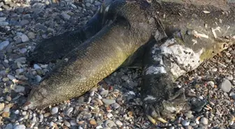 Antalya'da sahile ölü Nil kaplumbağası vurdu