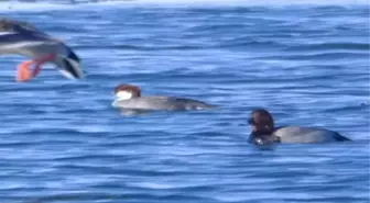 Bölge halkı heyecanlı! Çıldır Gölü'nde yeni bir kuş türü gözlemlendi