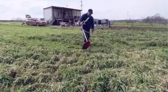 Süt üreticisi devlet destekli ektiği otla girdileri düşürdü, kazancını artırdı