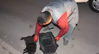 Aracın çarpıp kaçtığı sokak kedisinin yardımına vatandaşlar koştu