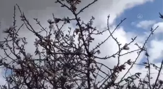 Beypazarı'nda badem ağaçları çiçek açtı