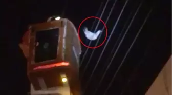 Elektrik teline takılan tavuk, kurtarıldı
