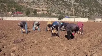 GAZİANTEP - İslahiye'de yetiştirilen üzüm asma fidanları dünyaya gönderiliyor