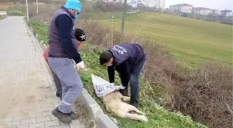 Sokak köpeğini ayaklarını bağlayıp koydukları çuvalla dereye atarak, öldürdüler